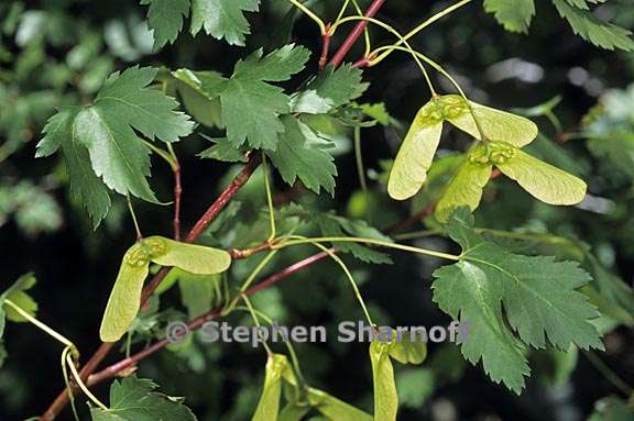 acer glabrum var torreyi 1 graphic